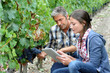 Winemarkers in vine rows checking grapes quality