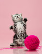 kitten