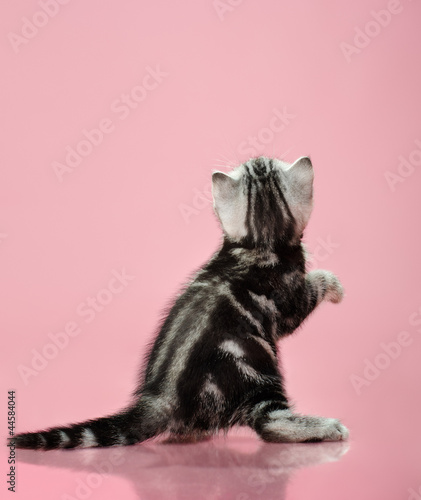 Photo: kitten kitten
