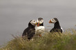 Puffin