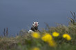 Puffin