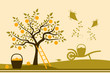 apple harvest