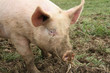 Farm animal - pig in field-grown raising