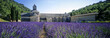 abbaye de senanque