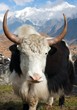 Yak - bos grunniens or bos mutus