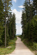 Sommerwald