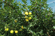 apple orchard with a safety net