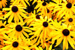 Photo: Yellow daisies Yellow daisies