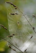 August month spider web