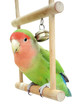 Lovebird on swing