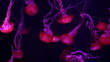 a lot of red jellyfish medusa in a black void