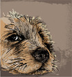 Sketch of a dog