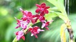 raindrop over orchid