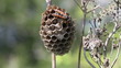Wasp in its nest