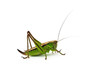Grasshopper