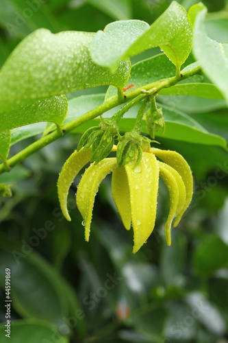 Photo: Ylang-Ylang Flowers (Cananga odorata (Lamk.) Hook.f. et Th.) Ylang-Ylang Flowers (Cananga odorata (Lamk.) Hook.f. et Th.)