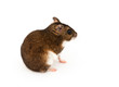 Eversmann's hamster