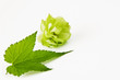 Hopfen