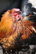 beautiful rooster