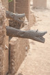 Gutter like crocodile, Mali, Africa.