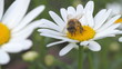bee on a daisy