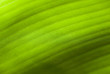 Bananenblatt II