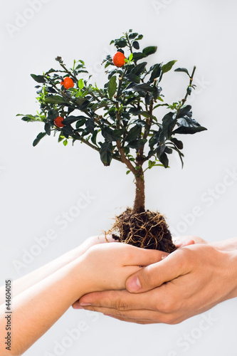 Foto: Taking care of new tree or the environment Taking care of new tree or the environment