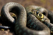 Photo: Grass-snake Grass-snake