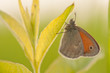 Butterfly on the leaf