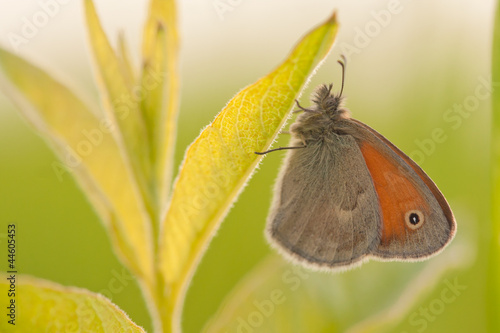 Photo: Butterfly on the leaf Butterfly on the leaf