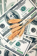 Foto: golden spikes with dollar bills golden spikes with dollar bills