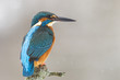 Eisvogel