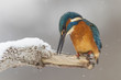 Eisvogel
