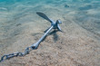 anchor