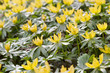 Winterling (Eranthis hyemalis)