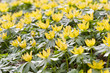 Winterling (Eranthis hyemalis)