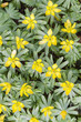 Winterling (Eranthis hyemalis)