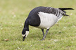 Weißwangengans (Branta leucopsis)