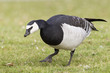 Weißwangengans (Branta leucopsis)