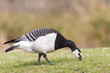 Weißwangengans (Branta leucopsis)