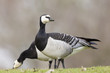 Weißwangengans (Branta leucopsis)