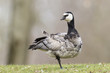 Weißwangengans (Branta leucopsis)