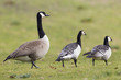 Kanadagans (Branta canadensis)