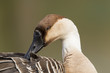 Schwanengans (Anser cygnoides)