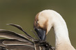 Schwanengans (Anser cygnoides)