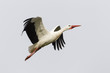 Weißstorch (Ciconia ciconia)