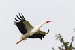 Weißstorch (Ciconia ciconia)