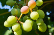 Grapes in vineyard