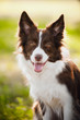 happy brown dog border collie