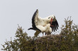Weißstorch (Ciconia ciconia)